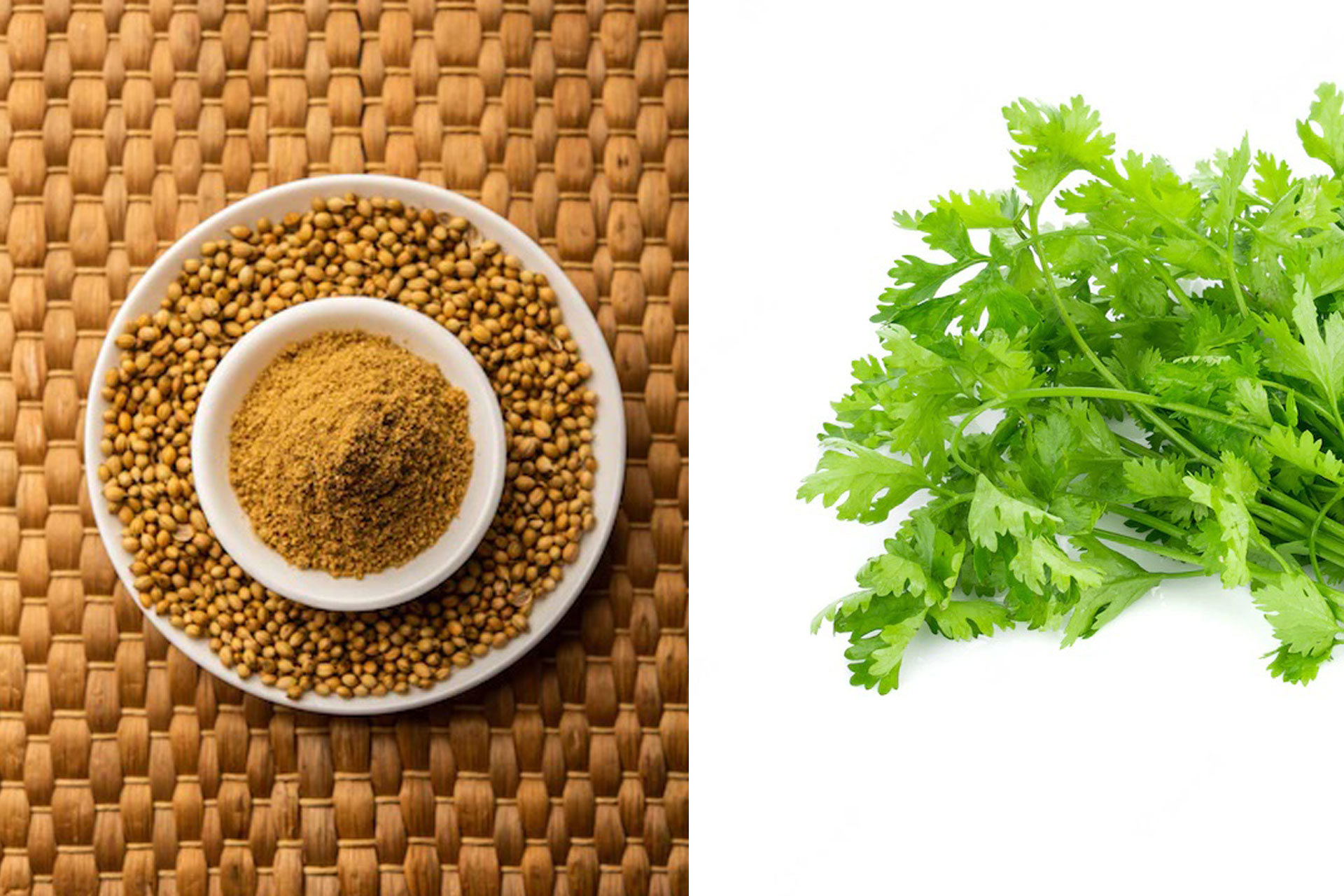 Coriander Cilantro
